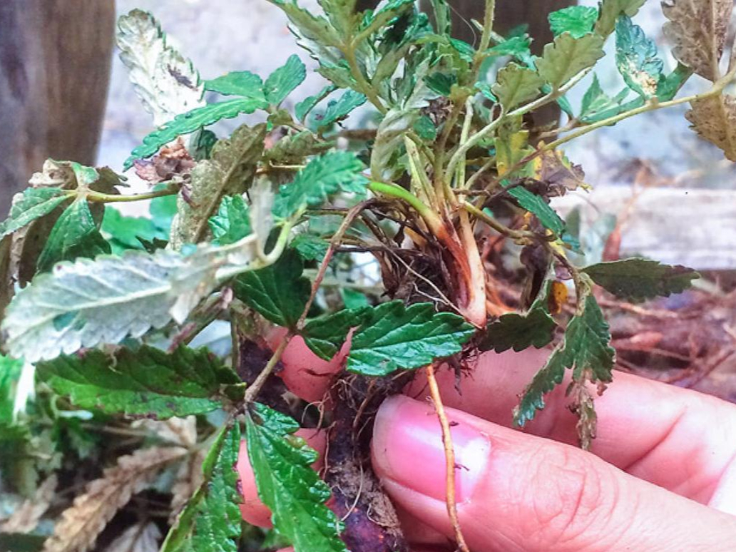 天青地白草的功效图片