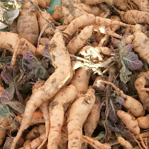 鲜地黄的吃法与做法,你知道多少?