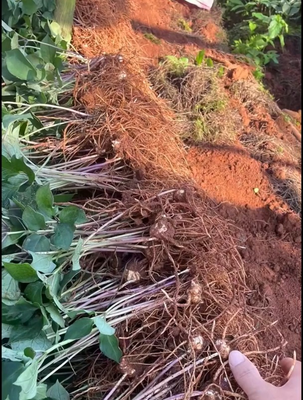 重楼苗现挖现发 重楼种植 重楼苗-度小视