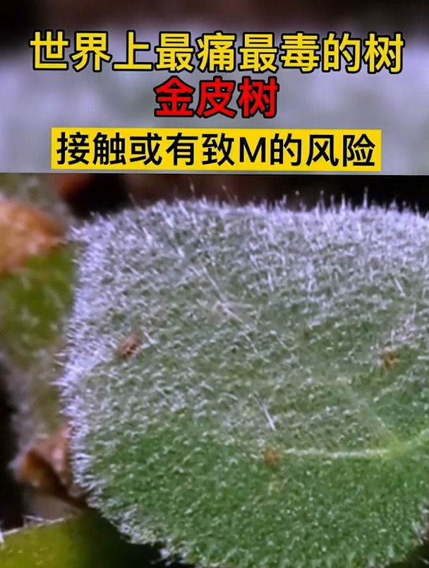 全球最致命的植物!金皮树竟然比毒蛇更可怕!