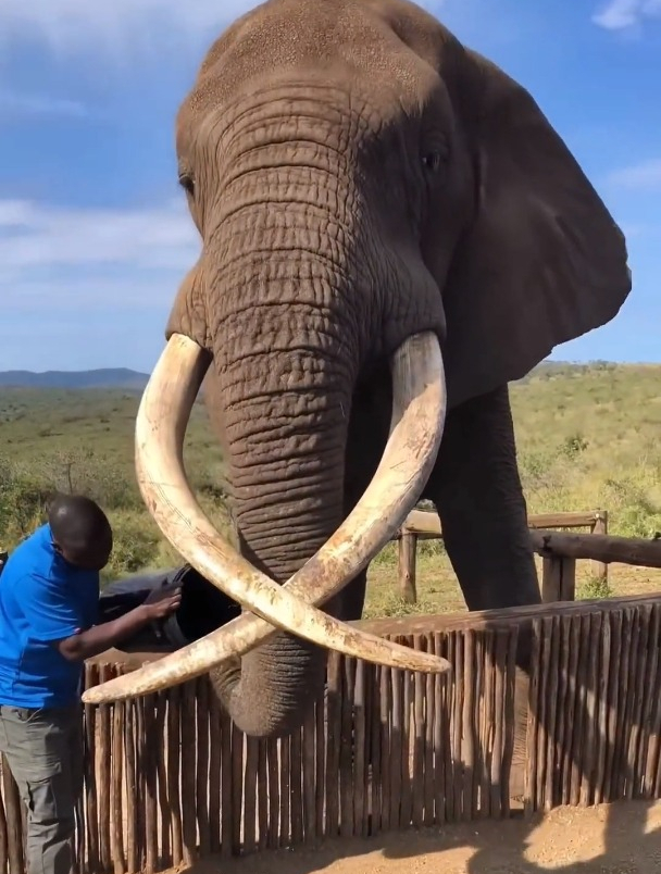 世界上最大的大象 满级动物 大象
