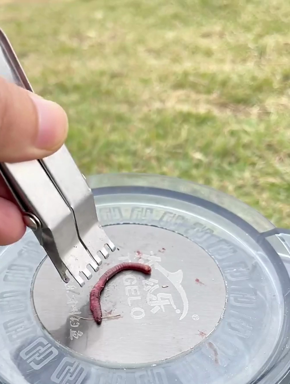 钓鱼人都知道蚯蚓挂钩才是王道!却不知徒手挂蚯蚓也有"技巧"!