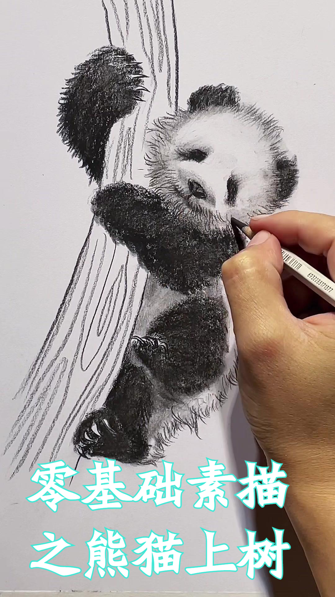 零基础素描之熊猫上树!