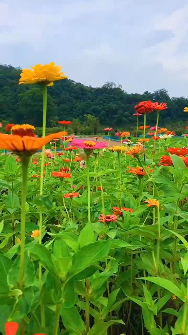 风景治愈:爱拍花草风景的人,向往自由,内心善良