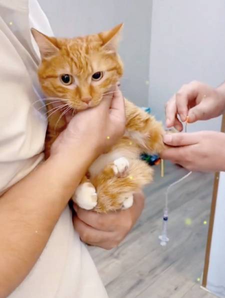 小猫咪打针一声也没叫,好乖的