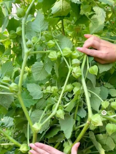 香甜可口的奶油"姑娘果",结果多好种植,摘完一茬又一茬!-度小视