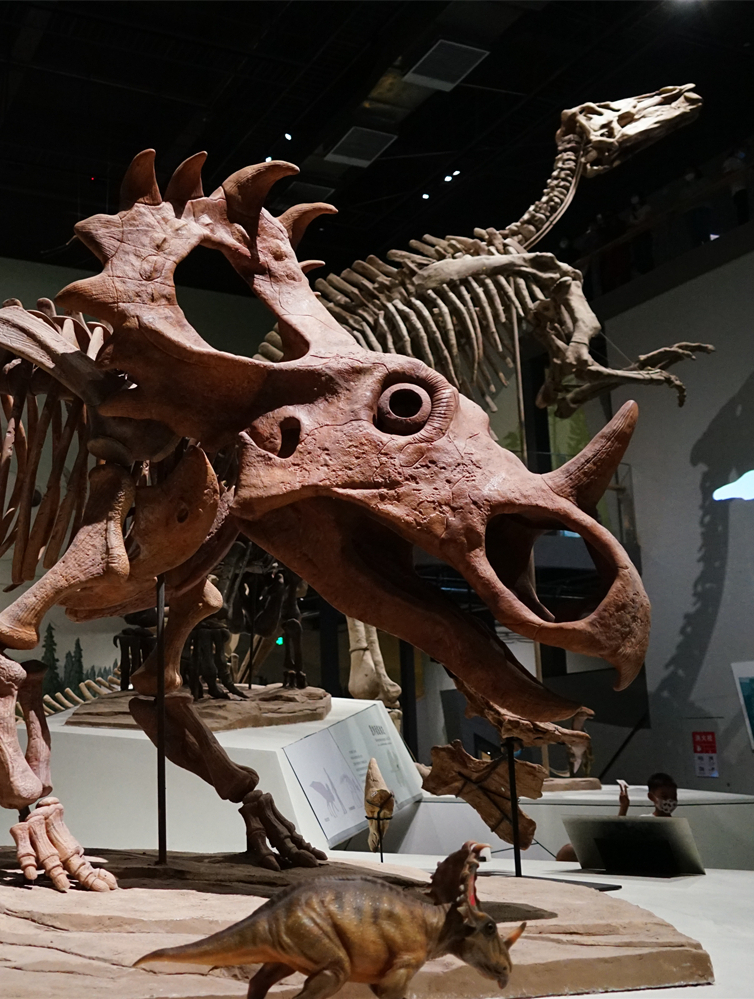 济南来了一群恐龙就在山东博物馆里走进其中胆战心惊