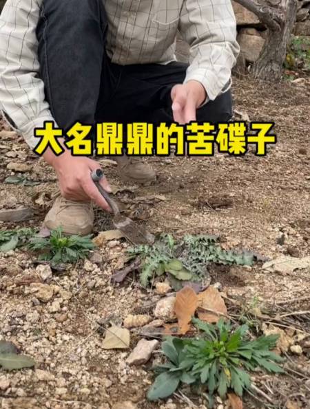 苦碟子相似的野草图片