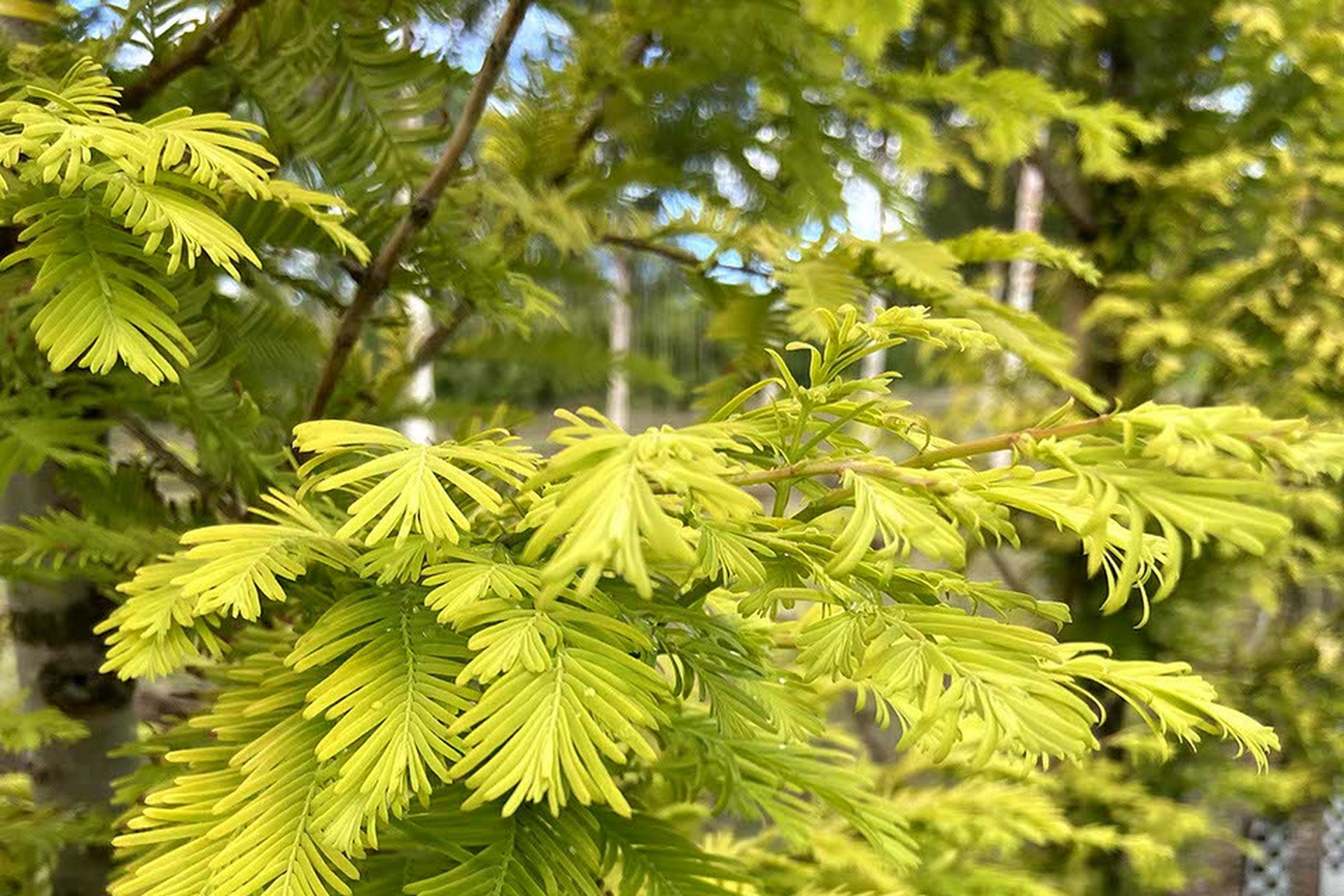 养护金叶水杉需要注意土壤,光照,水分,温度和修剪等方面.