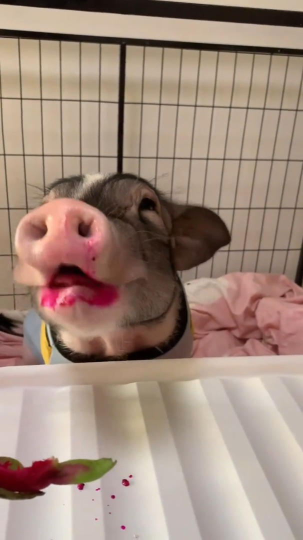 吃完火龙果的猪猪还能要吗?