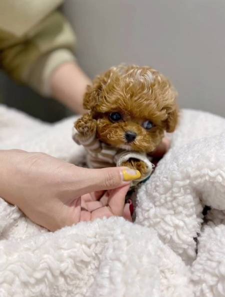 茶杯泰迪马尔泰这颜值绝对的爆赞被你萌化了-度小视