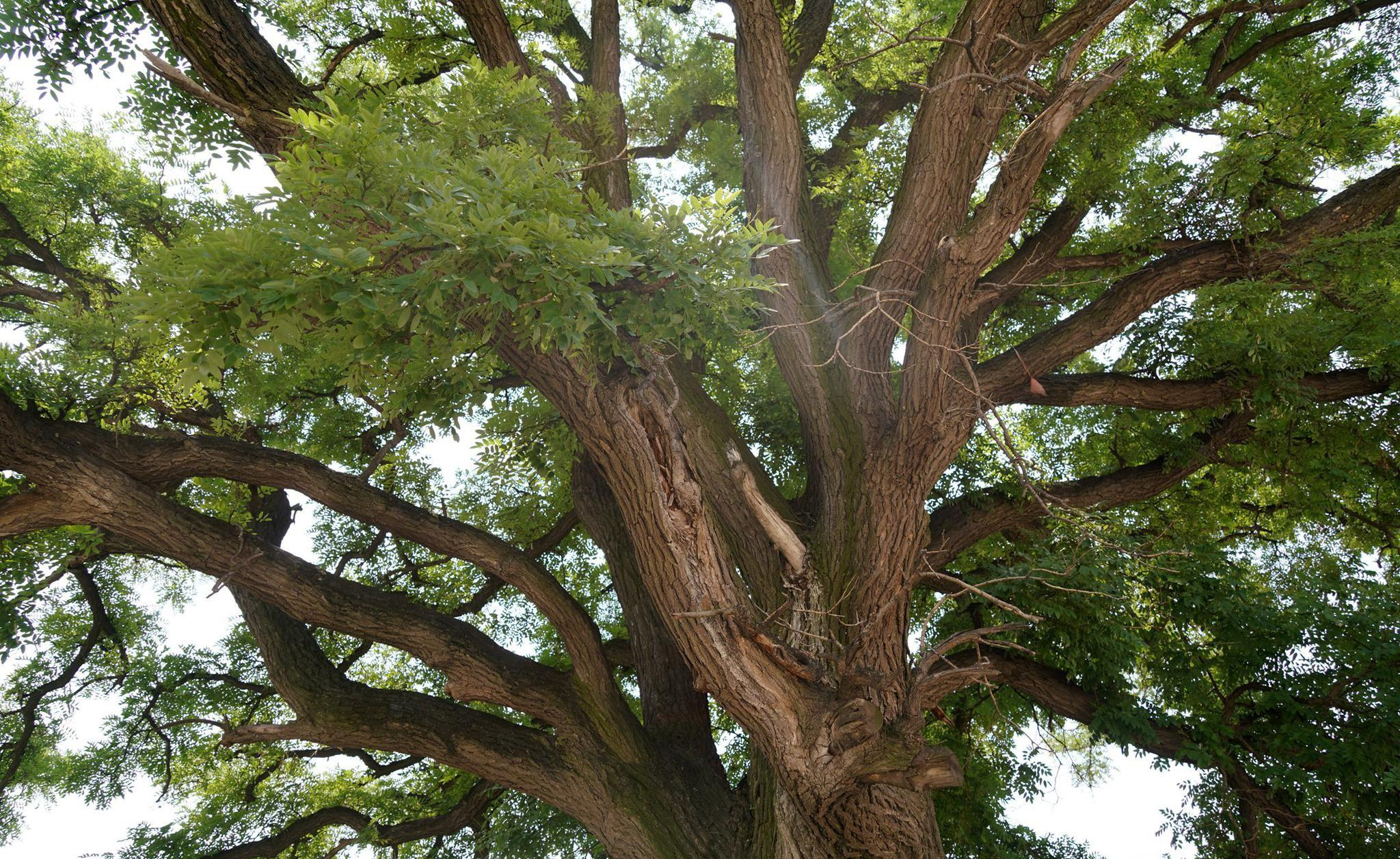 "阴树不入户,入户家难富",什么是阴树?看看你家有没有?
