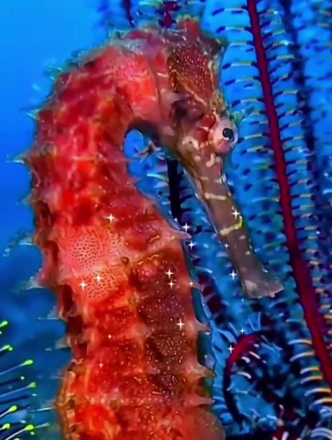 海洋生物:你见过海马生宝宝吗?