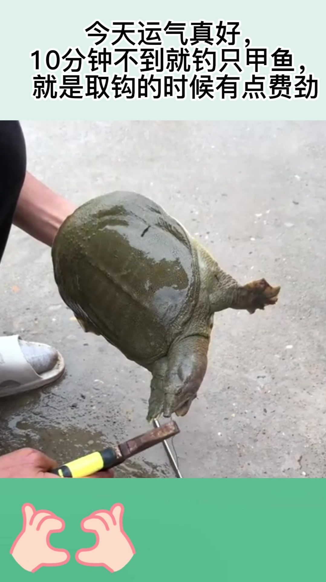 今天运气真好,10分钟不到就钓只甲鱼,就是取钩的时候有点费劲