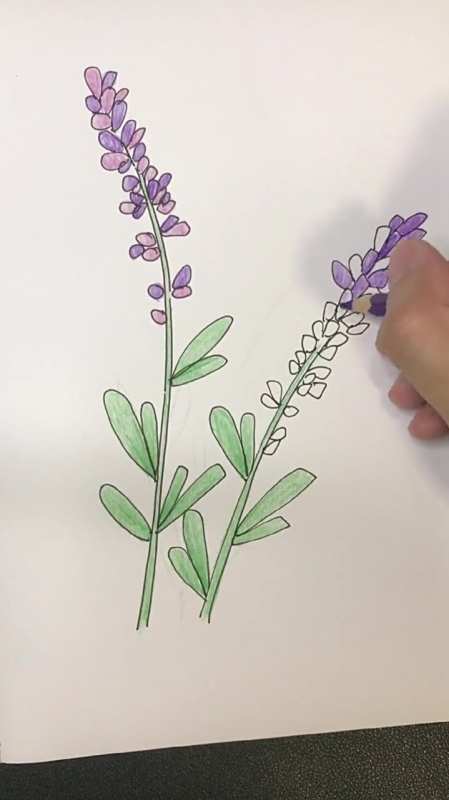 彩铅画睡前薰衣草有助于睡眠