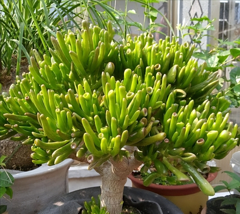 漂亮又吉祥的吸财树老桩,颜值高,寓意好,最适合摆在阳台啦!