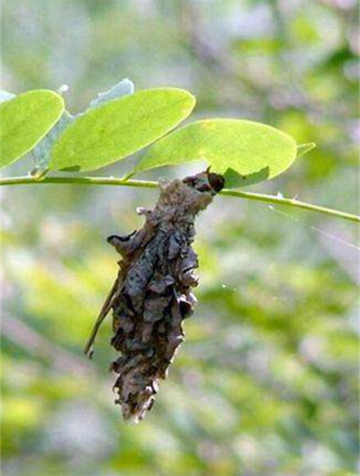 挂在树上的虫子,被农民称作"吊死鬼",竟能把槐树祸害成光杆1