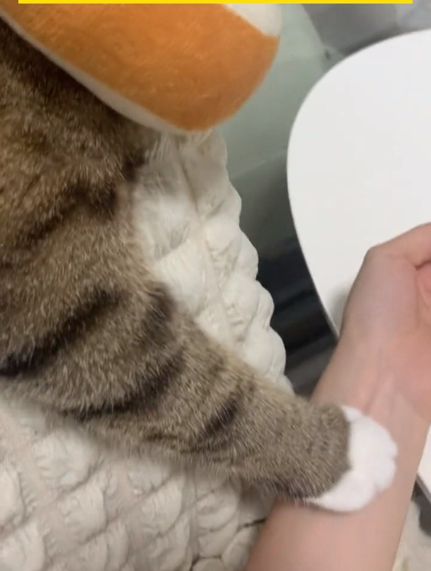 猫咪医生给主人"把脉",最后颤颤巍巍的把主人推开