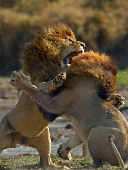 狮子大战,为争夺领地,雄狮之间展开无情杀戮,谁才是狮王之王-度小视
