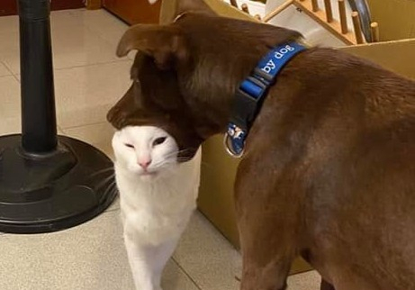萌犬一口含住猫头忘情狂吸,喵好享受:有按摩到的感觉