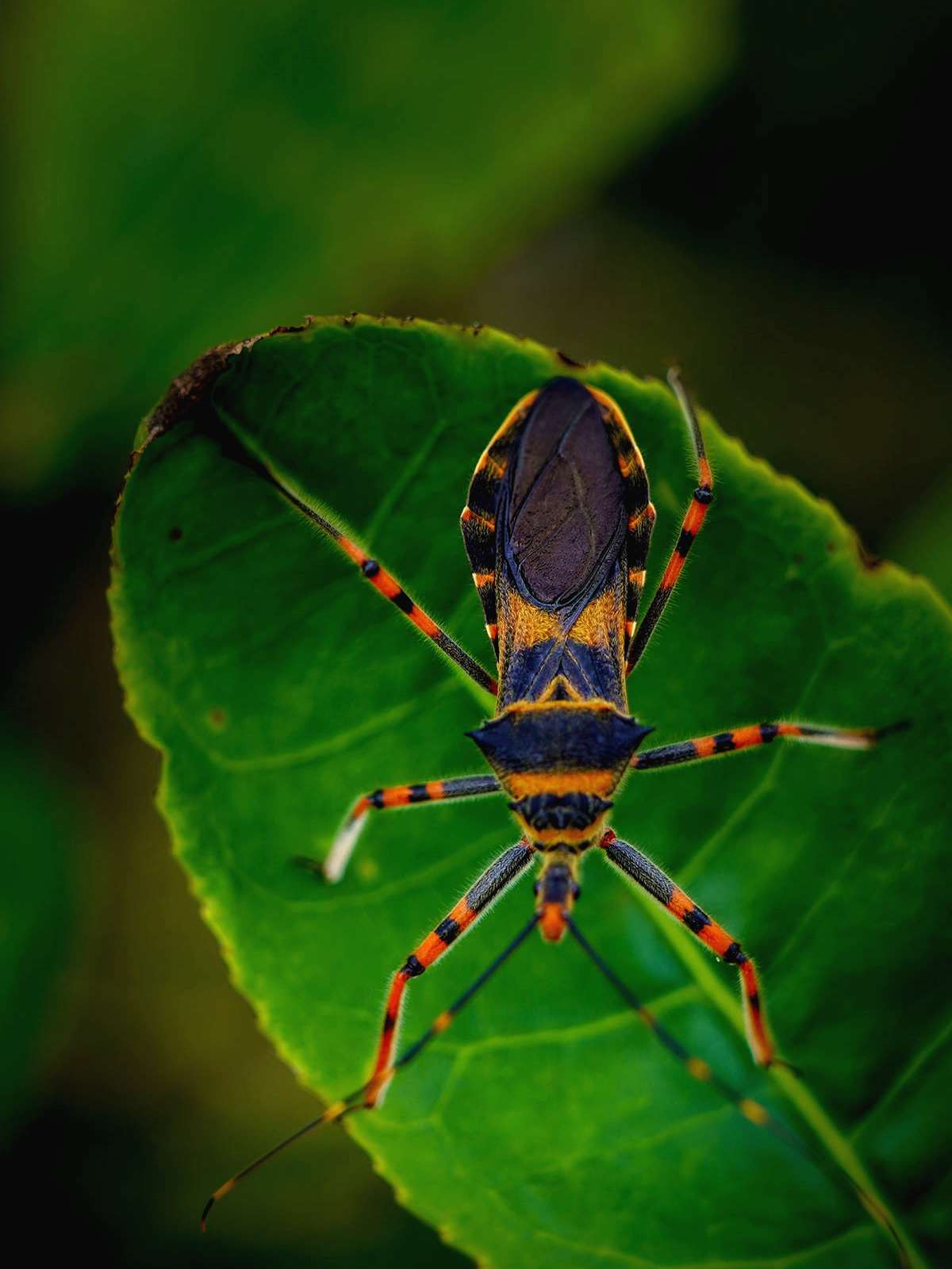这些种类的昆虫,你见过了吗