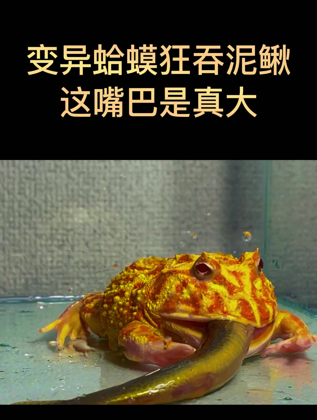 变异蛤蟆狂吞泥鳅,这嘴巴是真大