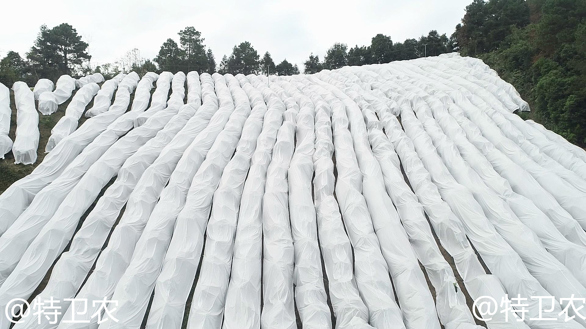 什么是防寒布,防寒布到底有什么作用?