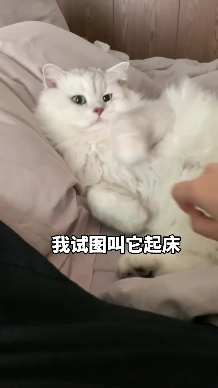 像不像你女朋友起床的样子赖床的小猫咪可真难哄