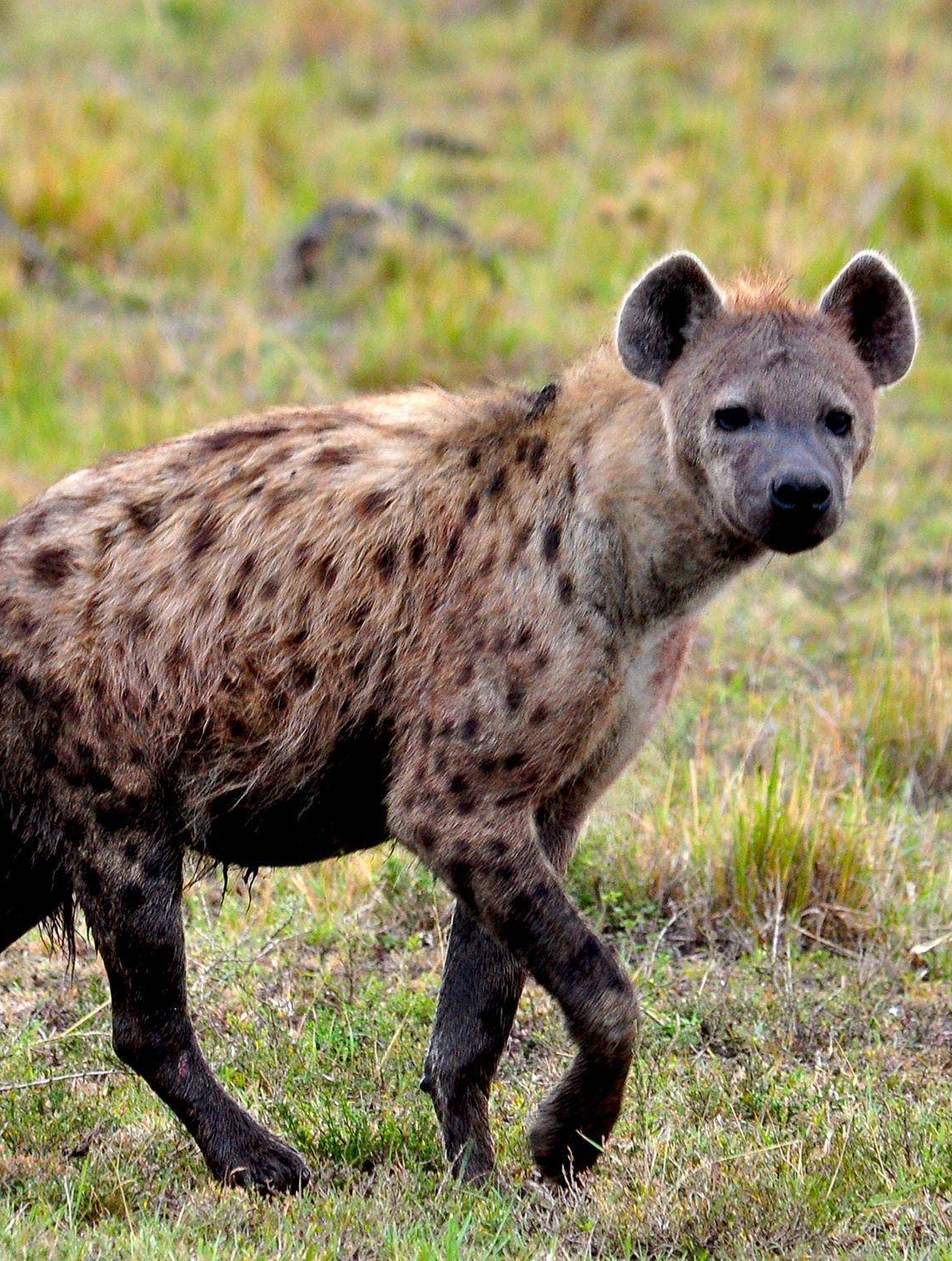 鬣狗女王有多霸道,一言不合连小兄弟也可以做盘中餐.5-度小视