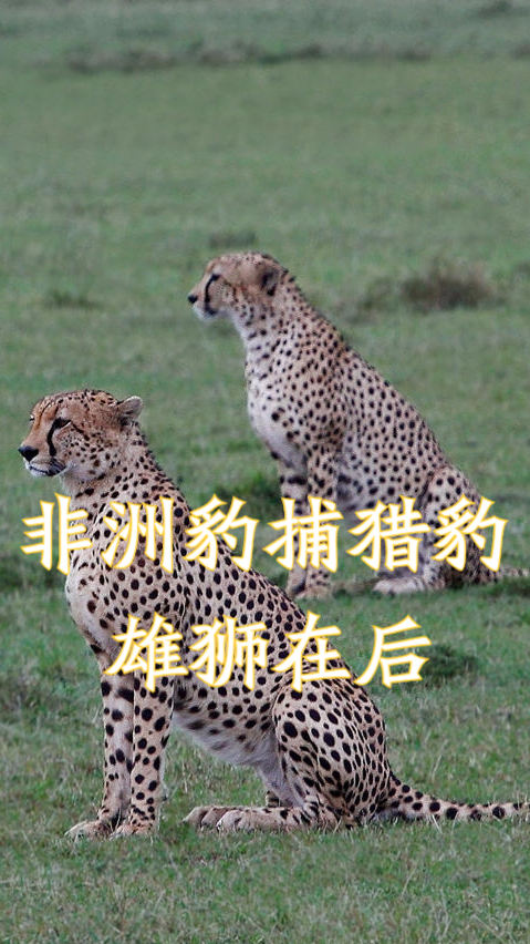 非洲豹盯上猎豹狮子又盯上非洲豹雄狮都会上树了