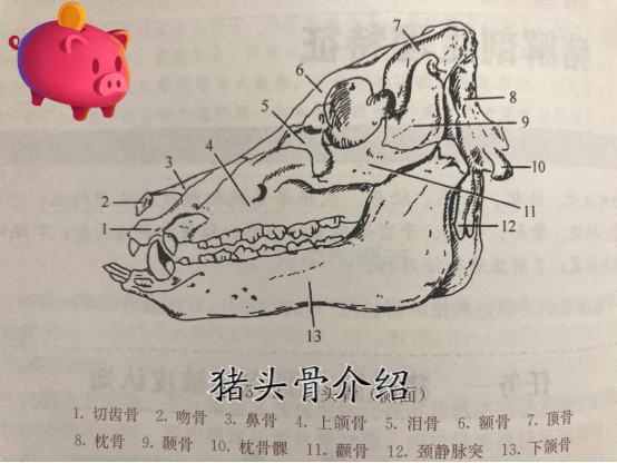 猪骨头结构解剖图片图片