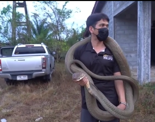 眼镜王蛇有多毒?印度蛇王抓捕3米眼镜王蛇时,被其咬后生死不明