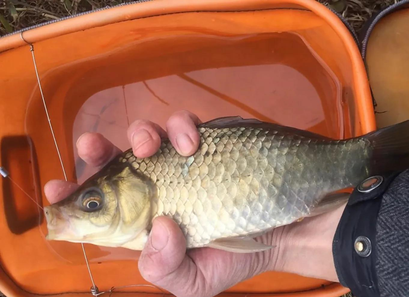 野钓大鲫鱼,春天只需要记住三点,钓大板鲫就是这么简单