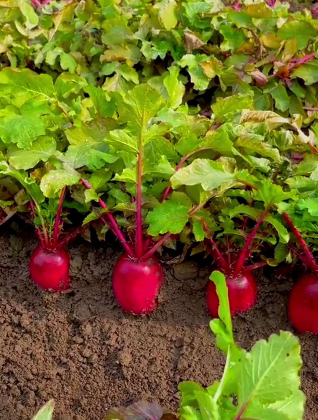 又甜又脆的"凤梨萝卜",红皮红瓤汁水足,一年能种四季,产量高