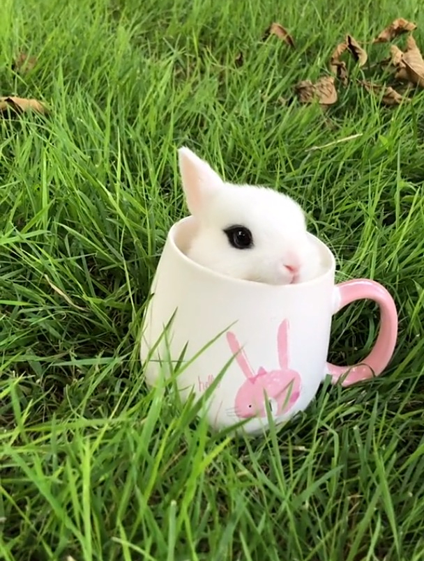 萌宠小白兔 凤眼西施兔兔