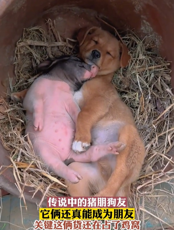 传说中的猪朋狗友,它俩还真能成为朋友,关键这俩货还在占了鸡窝