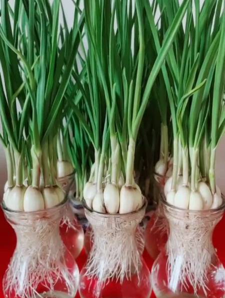 水培蒜苗「绿色食品无公害」-度小视