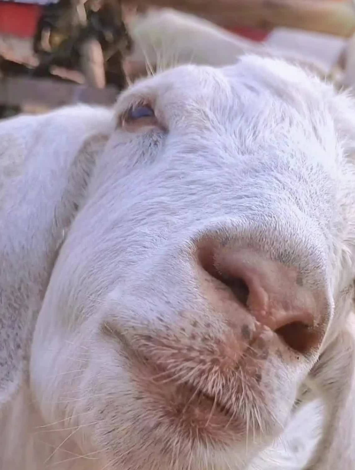 长这么大才知道,原来羊是没有上牙的,奇怪的知识又增加了!