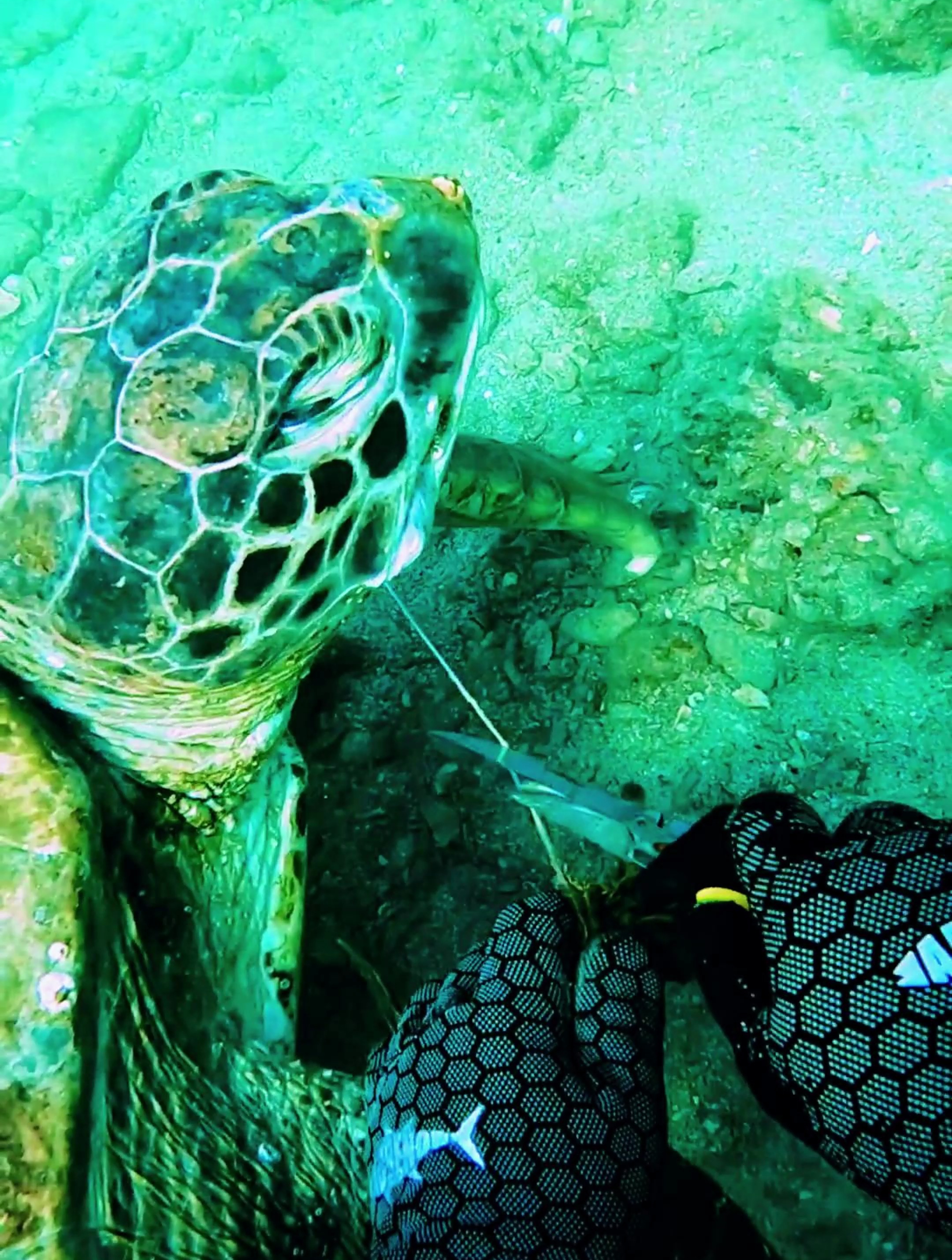 在海底帮助被困扰的海龟