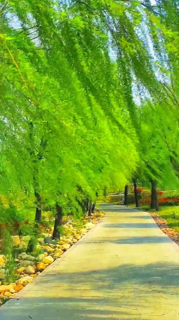 柳叶拂面,微风徐徐,徜徉于春天里