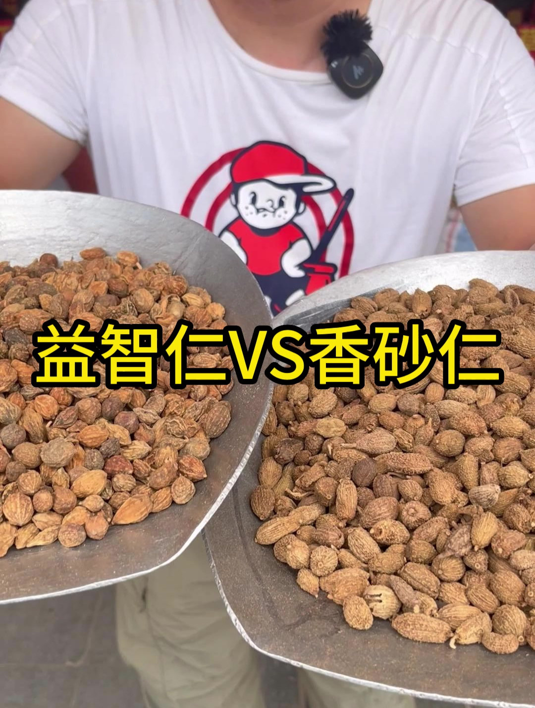 益智仁和香砂仁,你知道怎么区分吗