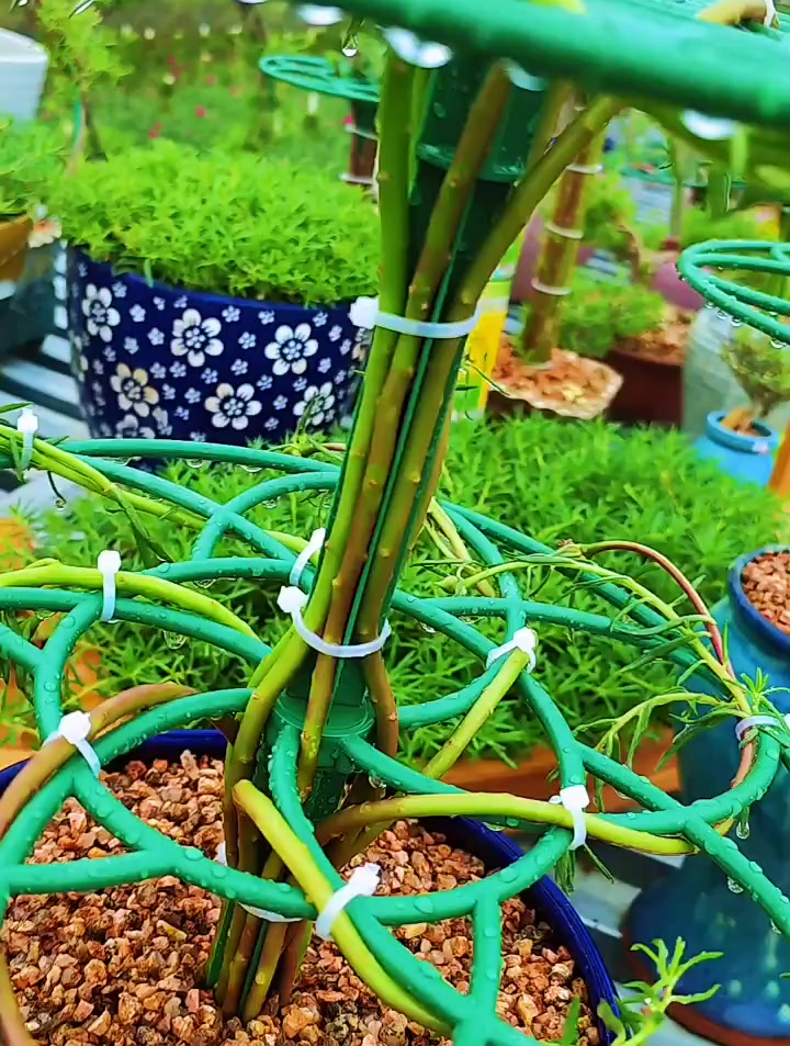 一起玩太阳花棒棒糖造型吧!