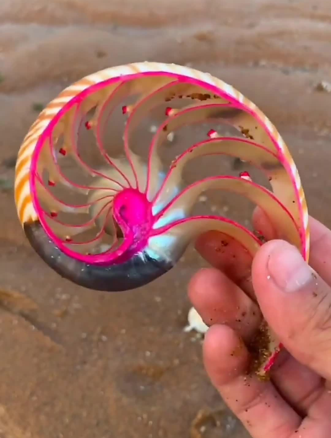 海边赶海抓海鲜,发现了一只旋风玫瑰螺-度小视