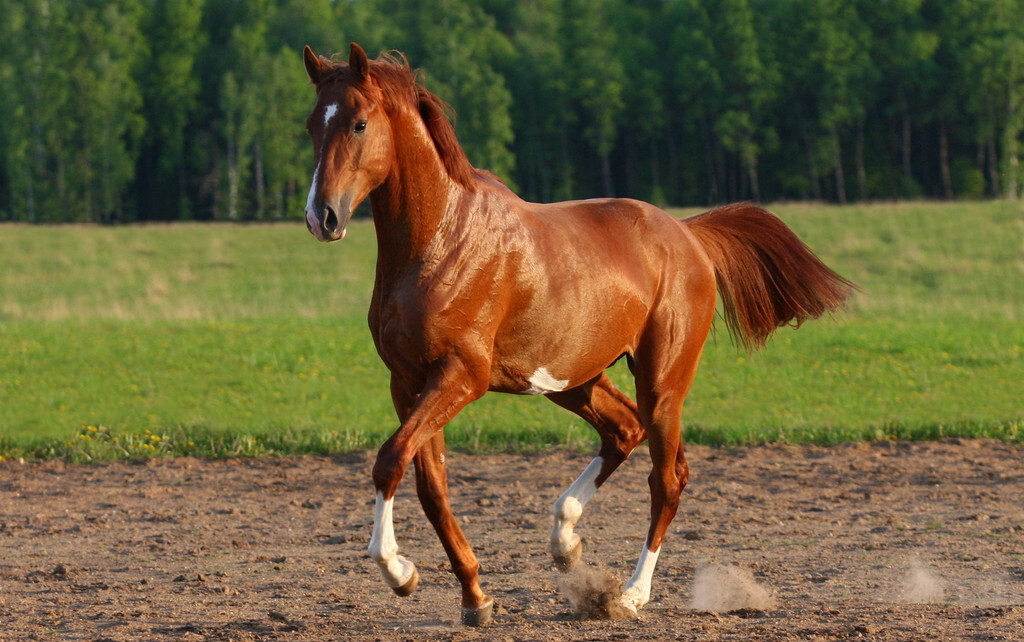 心理测试:选择下面的一匹骏马,测试一下你吸引到哪类男人?