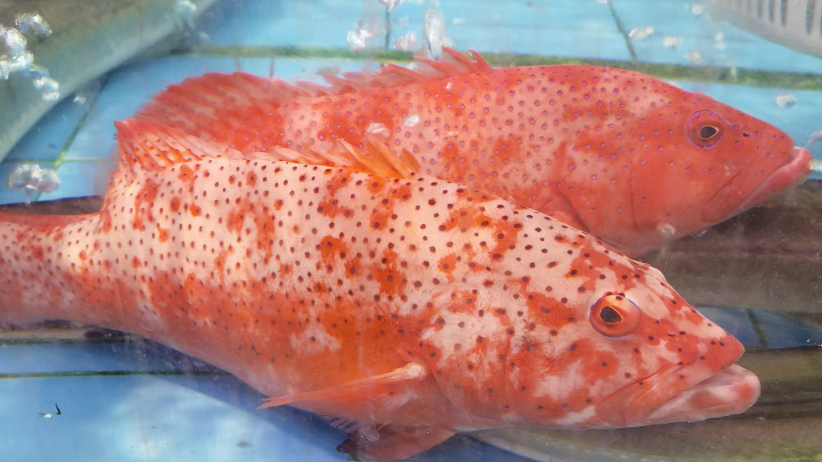 泊来鲜海鲜店:创造了海鲜新零售的独特机遇