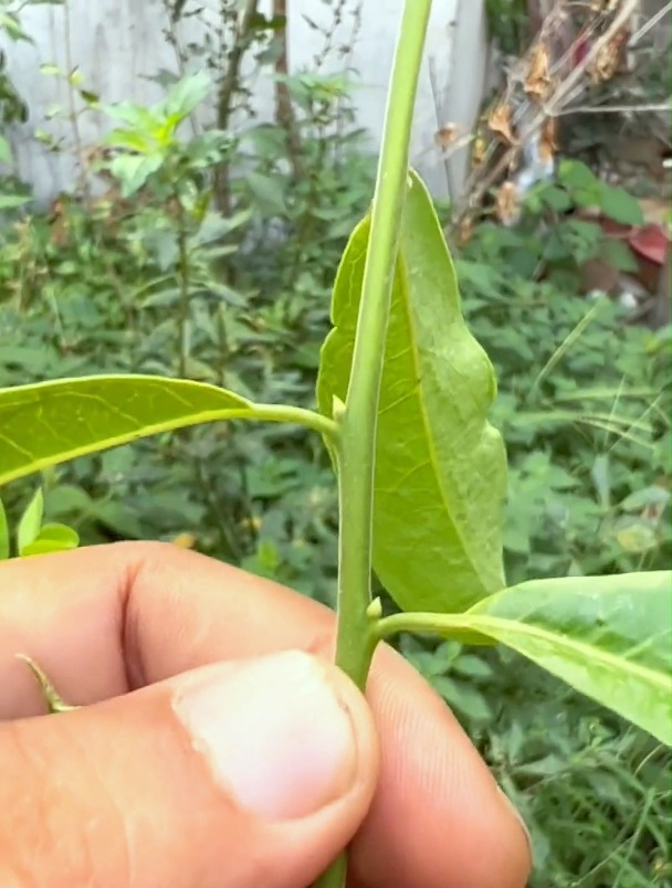 金彈子如何區分花芽和葉芽?-度小視