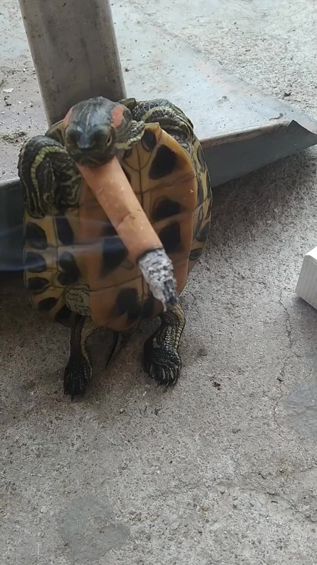 千岁吸烟,简直太霸气,龟:铲屎官求你做个人!