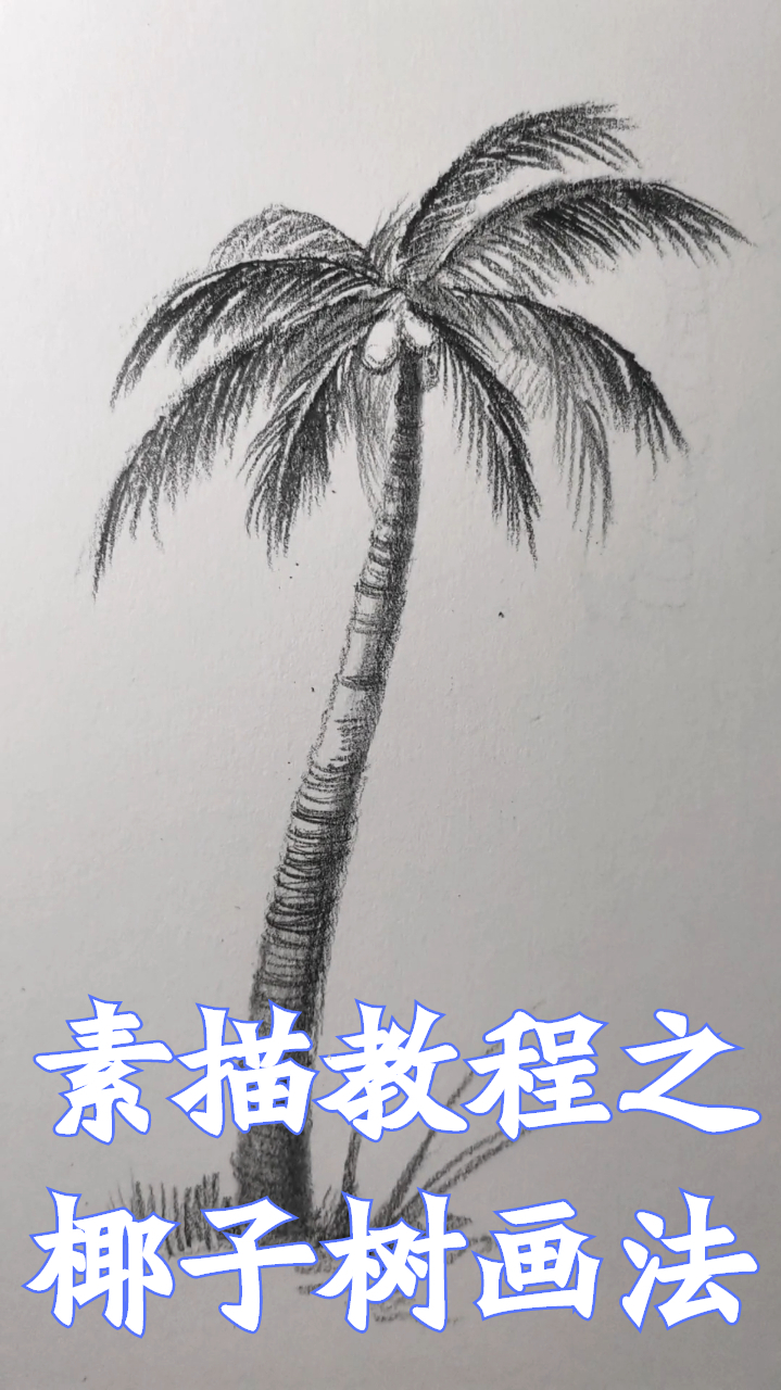零基础素描教程之椰子树画法