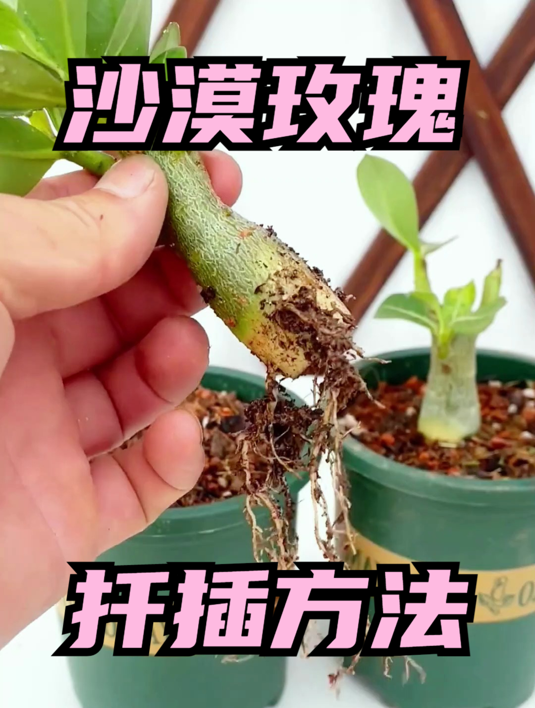 扦插沙漠玫瑰这几个关键步骤不能省做好了新根新芽蹭蹭冒