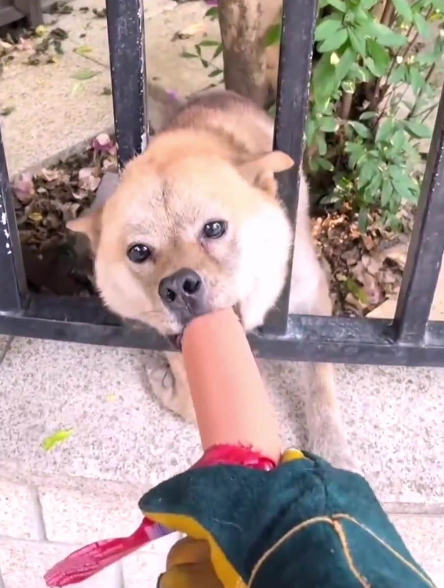 狗子见到陌生人狂吠咬上火腿肠的那一刻眼神变了狗子真香